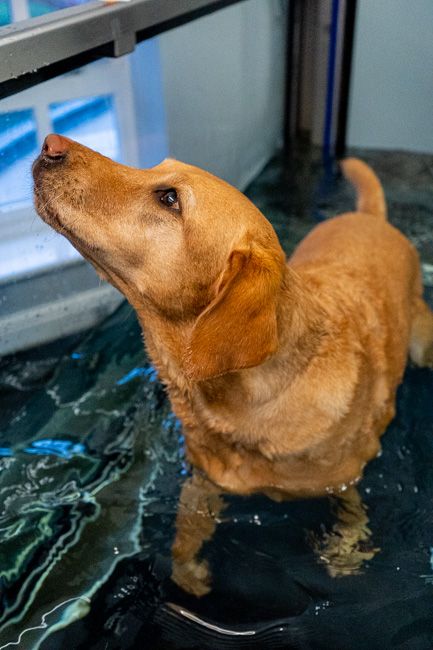 Hydrotherapy