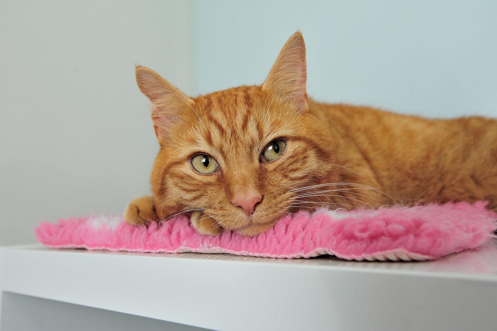 pet-insurance62d6d8f10a3bf